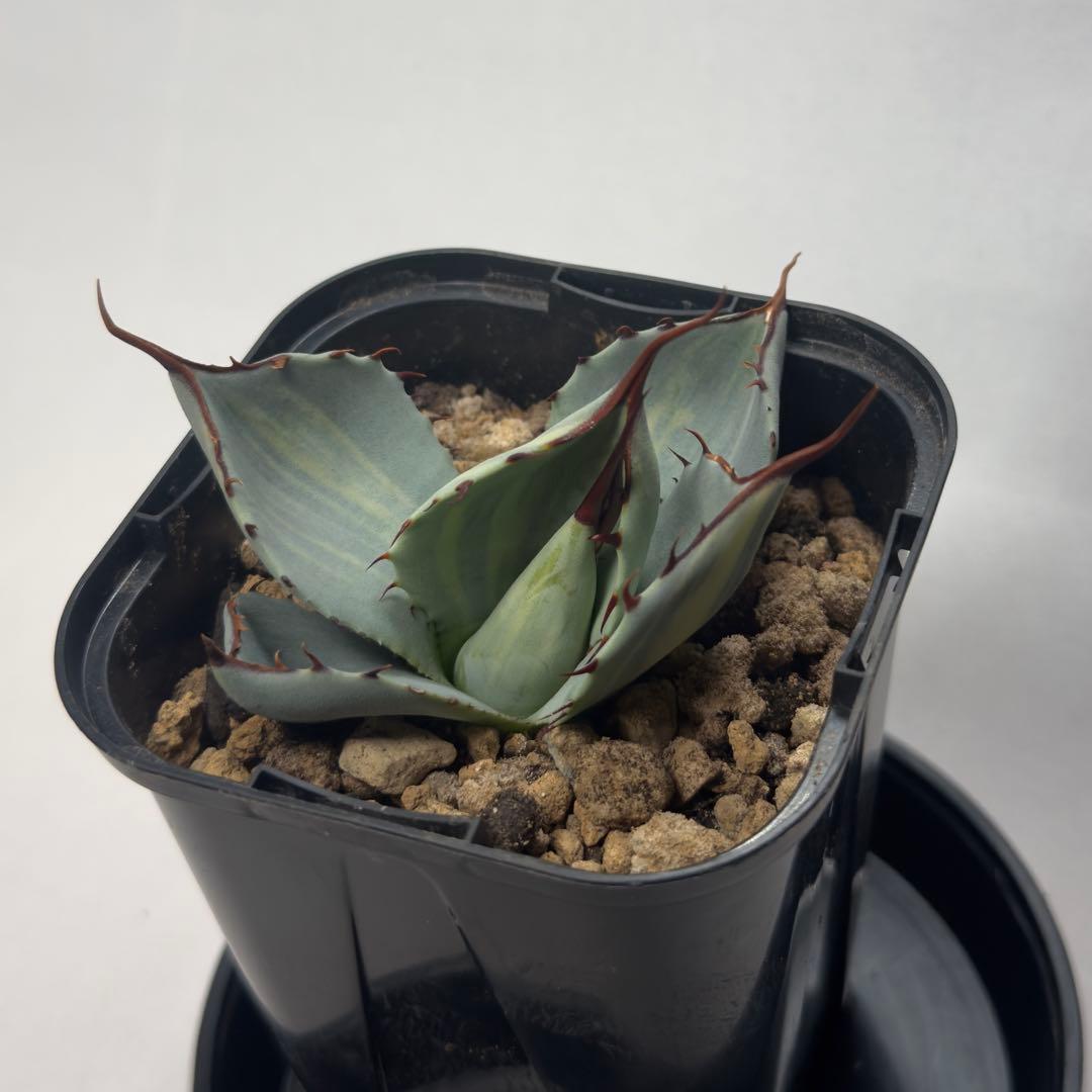 g*n様 激レア　アガベ　パリー　トランカータ　縞斑　バリエガータ　斑入り