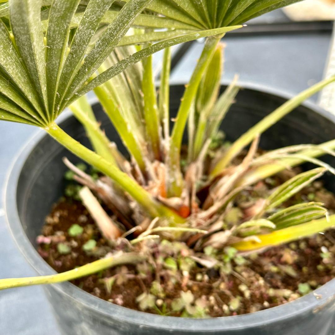 チャメロプス•ボルケーノ 【樹高:約43㎝】Feb05