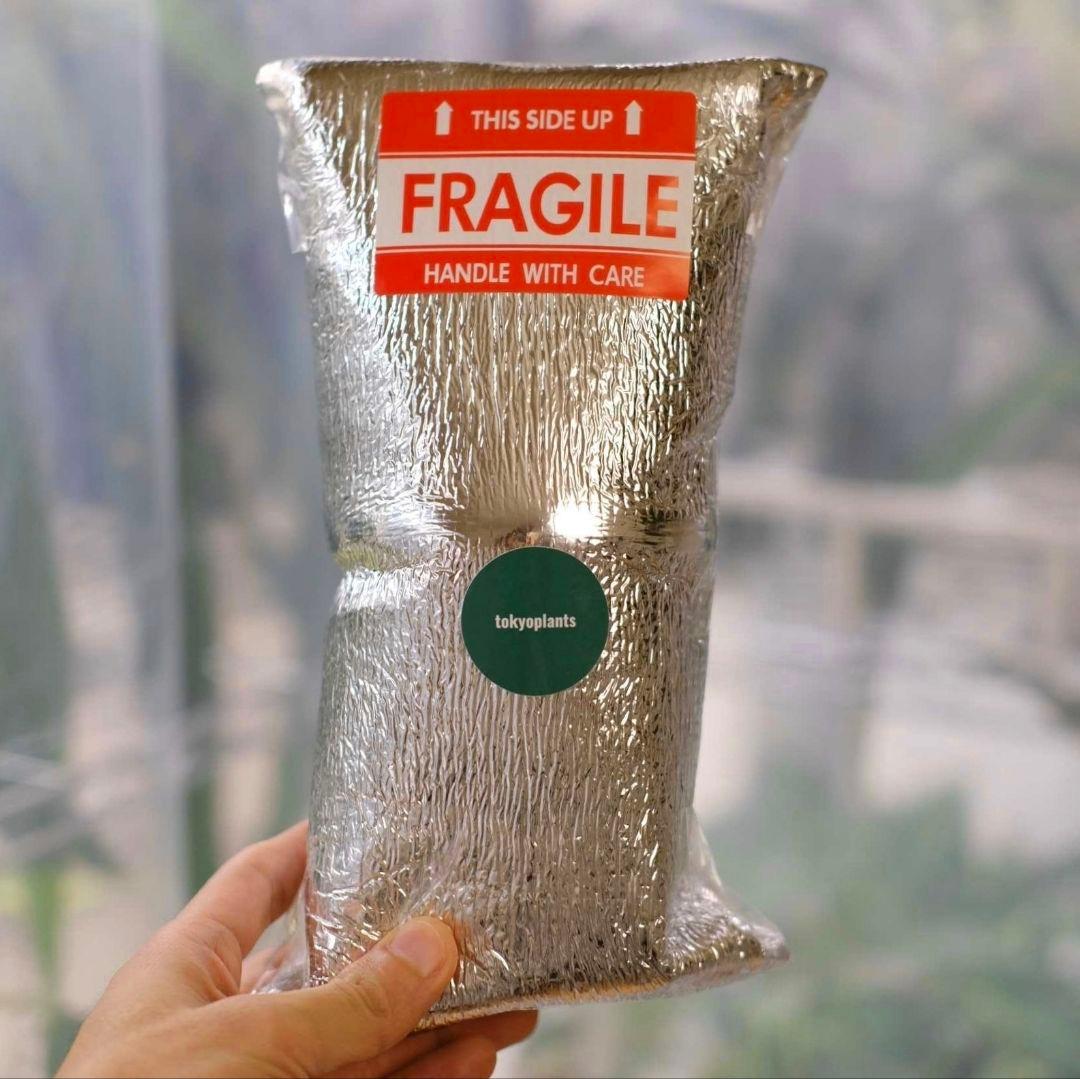 アロカシア メロ アルボ│Alocasia melo 'Albo' Var.④