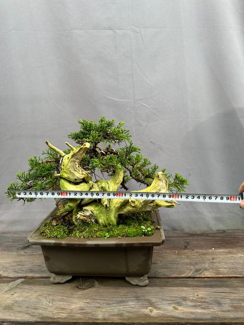 糸魚川真柏　タヌキ