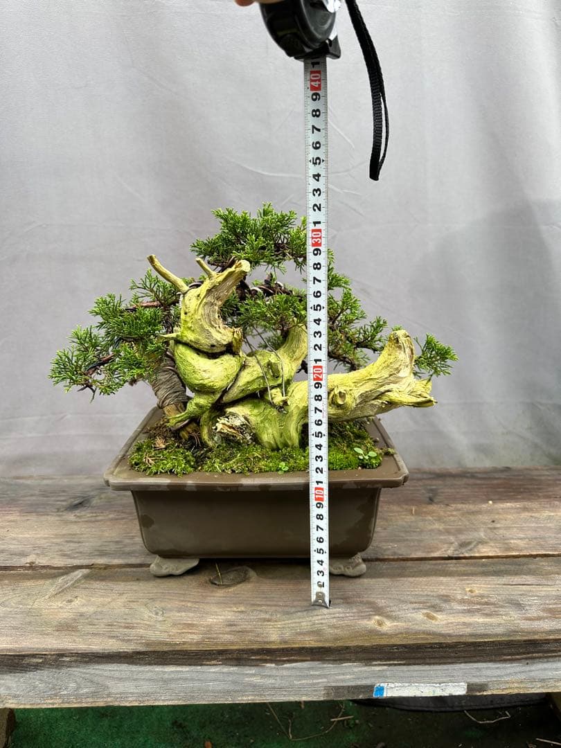 糸魚川真柏　タヌキ