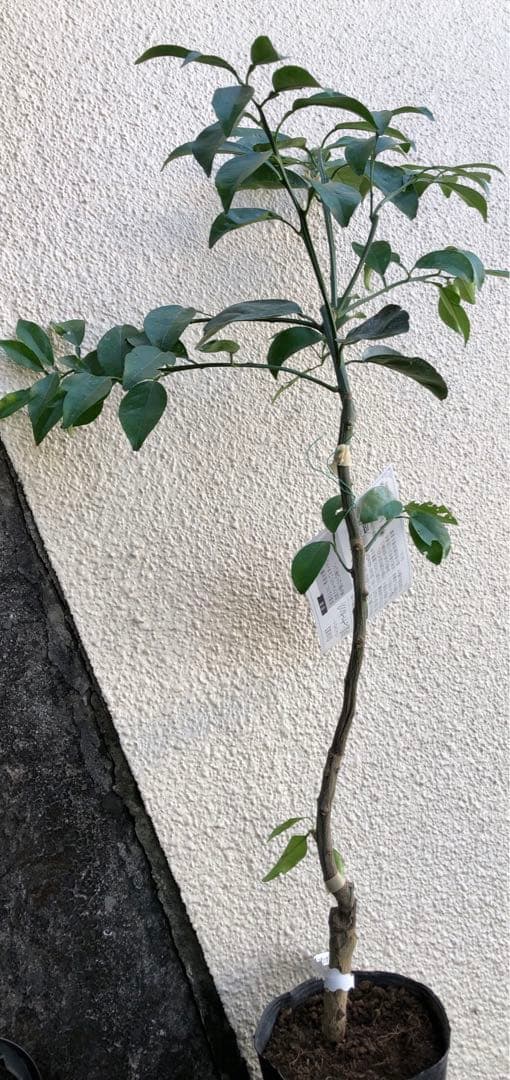 みかん 日向夏（ひゅうがなつ） ニューサマーオレンジ 接木苗木 果樹苗約100㌢