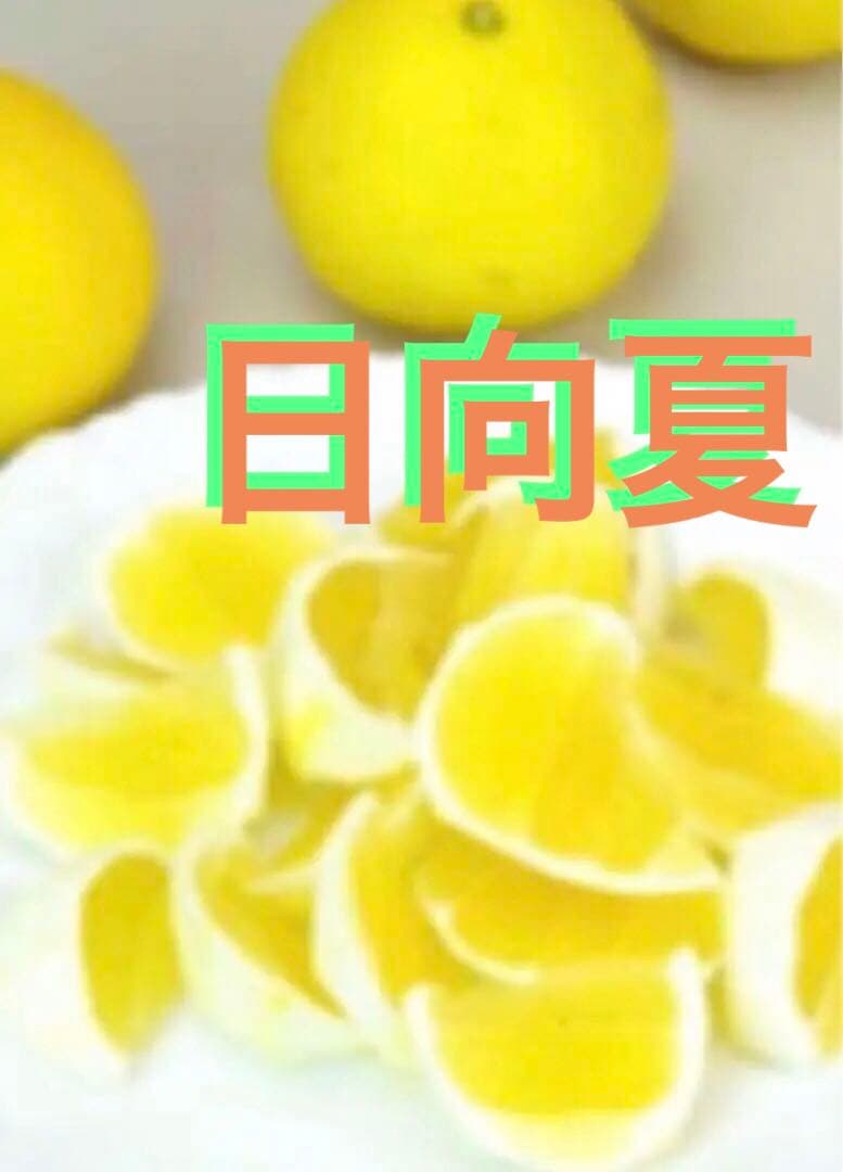 みかん 日向夏（ひゅうがなつ） ニューサマーオレンジ 接木苗木 果樹苗約100㌢