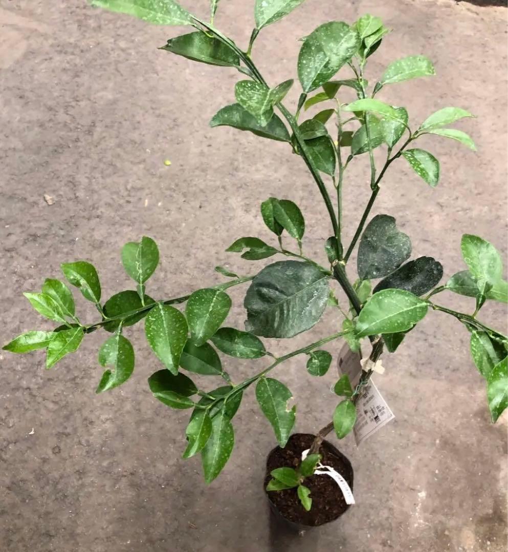 みかん 日向夏（ひゅうがなつ） ニューサマーオレンジ 接木苗木 果樹苗約100㌢