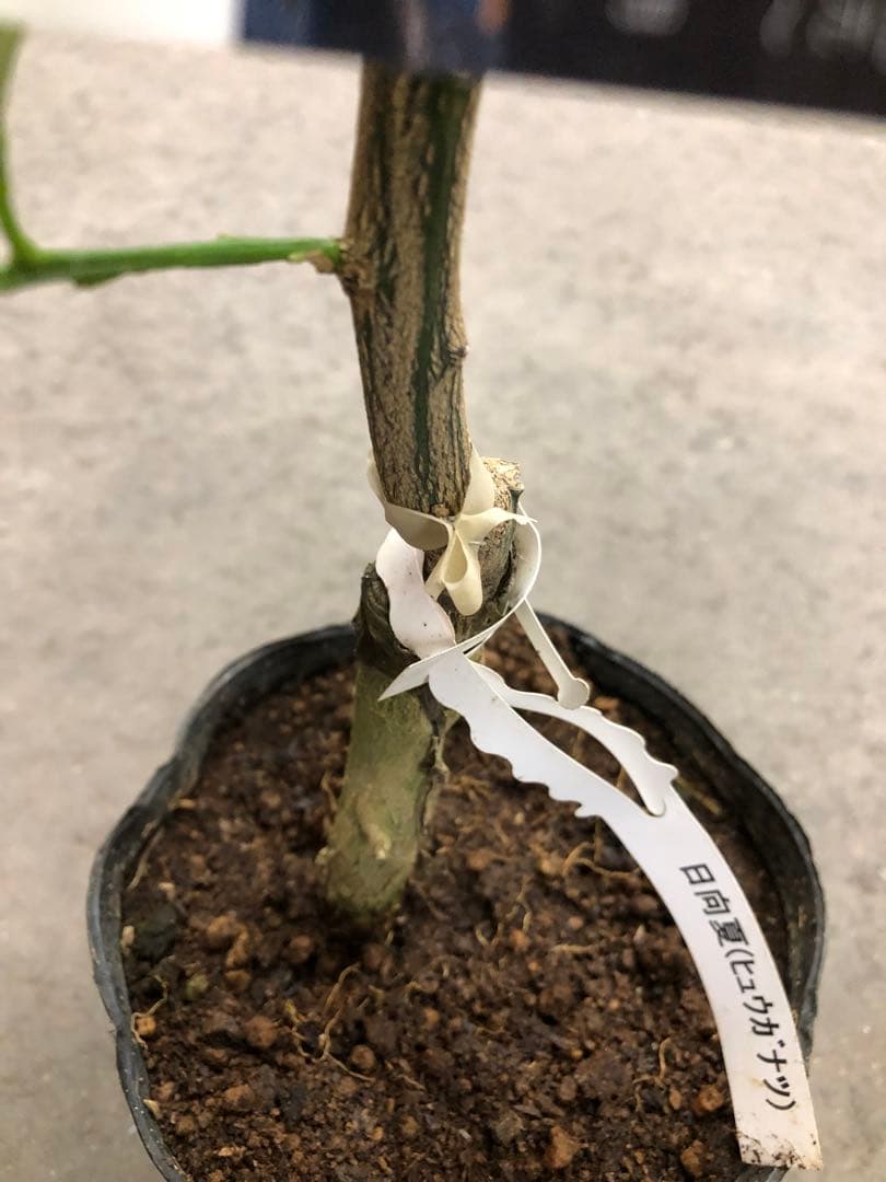 みかん 日向夏（ひゅうがなつ） ニューサマーオレンジ 接木苗木 果樹苗約100㌢