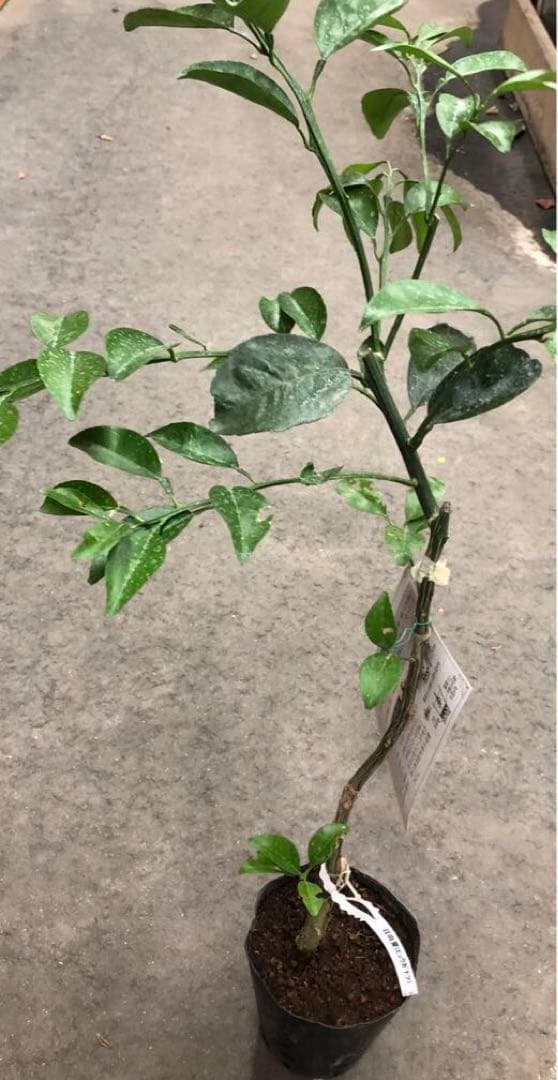 みかん 日向夏（ひゅうがなつ） ニューサマーオレンジ 接木苗木 果樹苗約100㌢