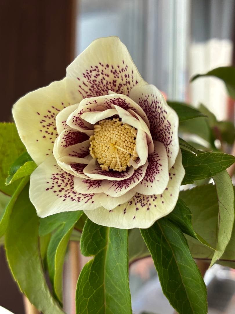 ♡広瀬園芸♡大充実株　ホワイトブロッチ美人