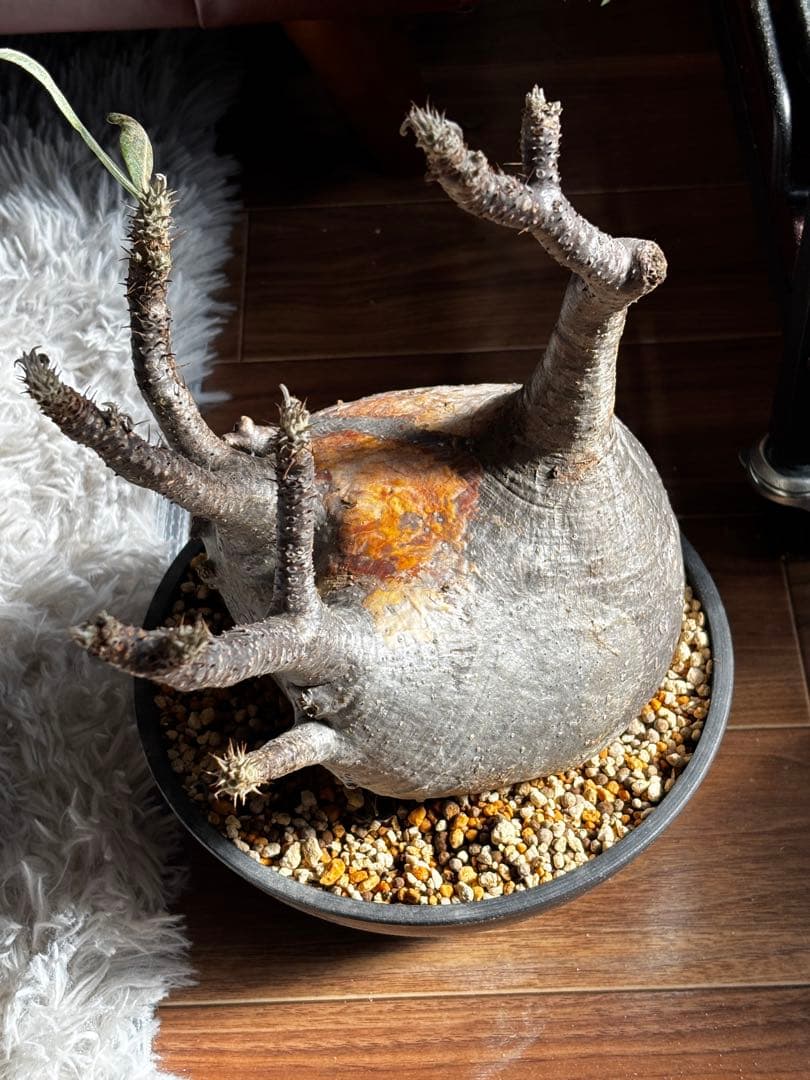 【発根済み】パキポディウム　グラキリス　大株