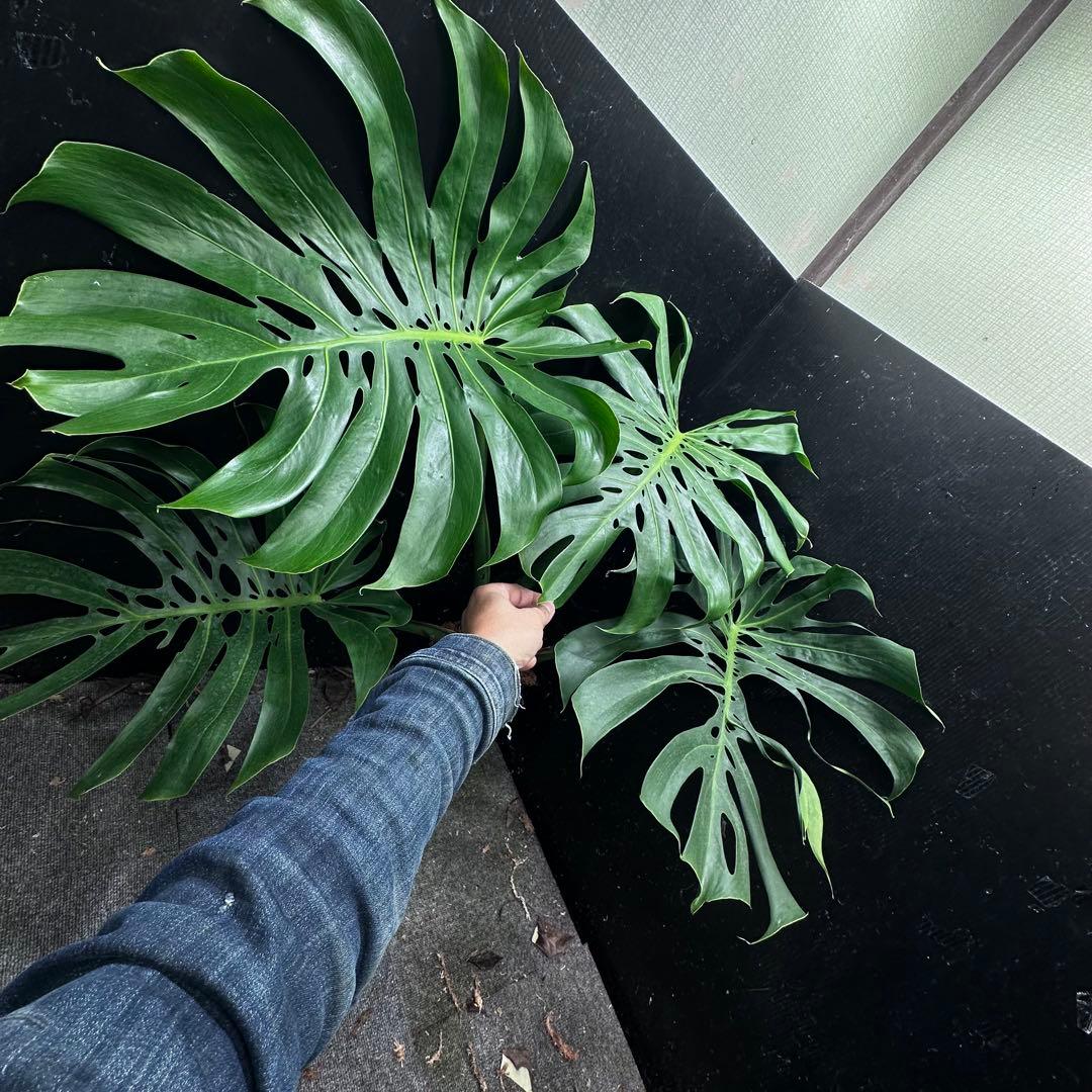 モンステラデリシオーサマクロコズム超希少系統鉢植え79㎝