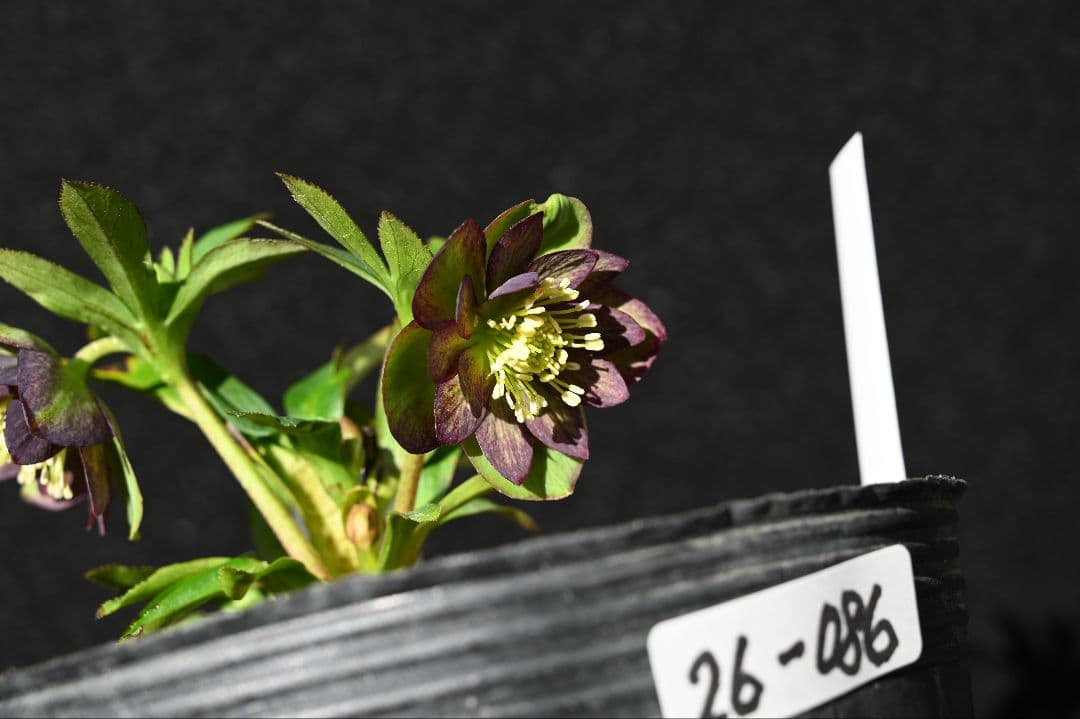 クリスマスローズ　認定Wild Collection　加藤農園