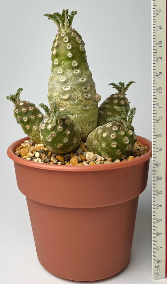 【レア/塊根植物】ドルステニア ラブラニー メス株（大株）鉢植え ①