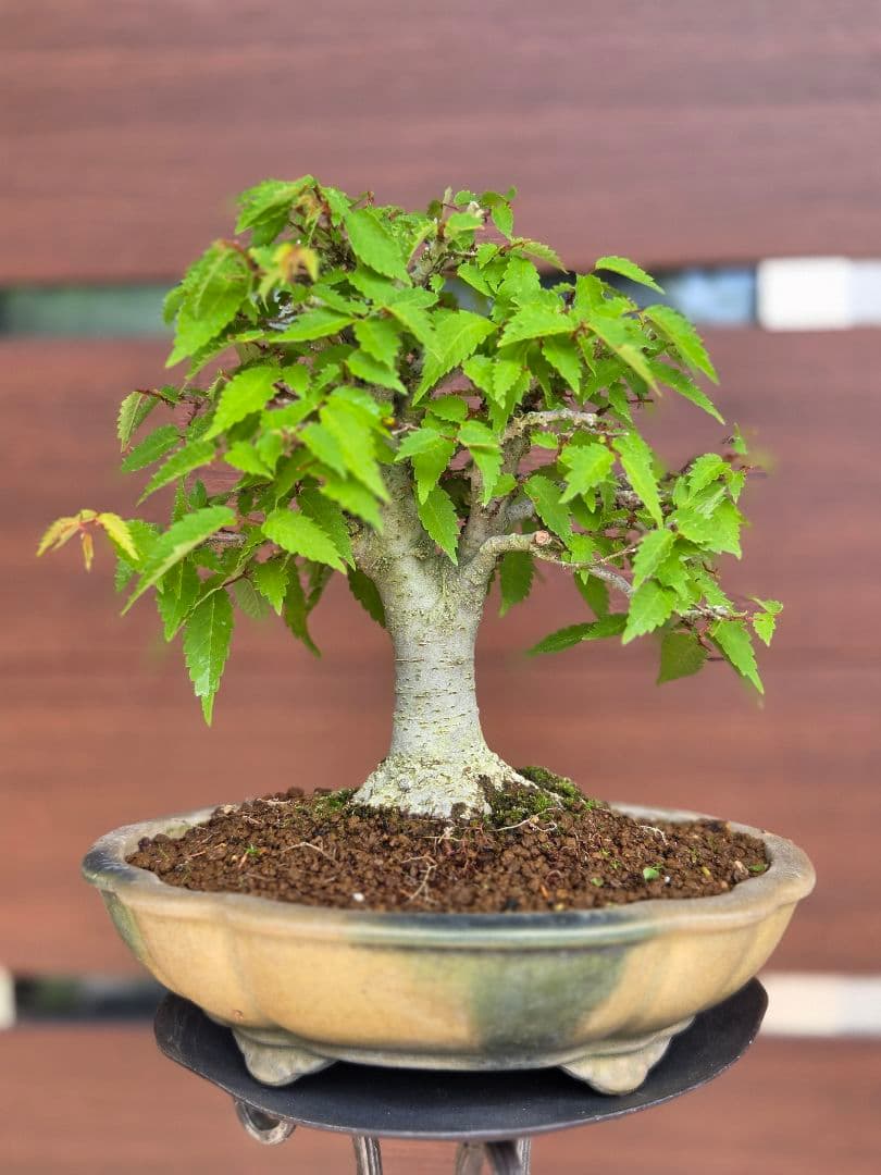 盆栽　欅　盆栽鉢　欅盆栽　2本セット