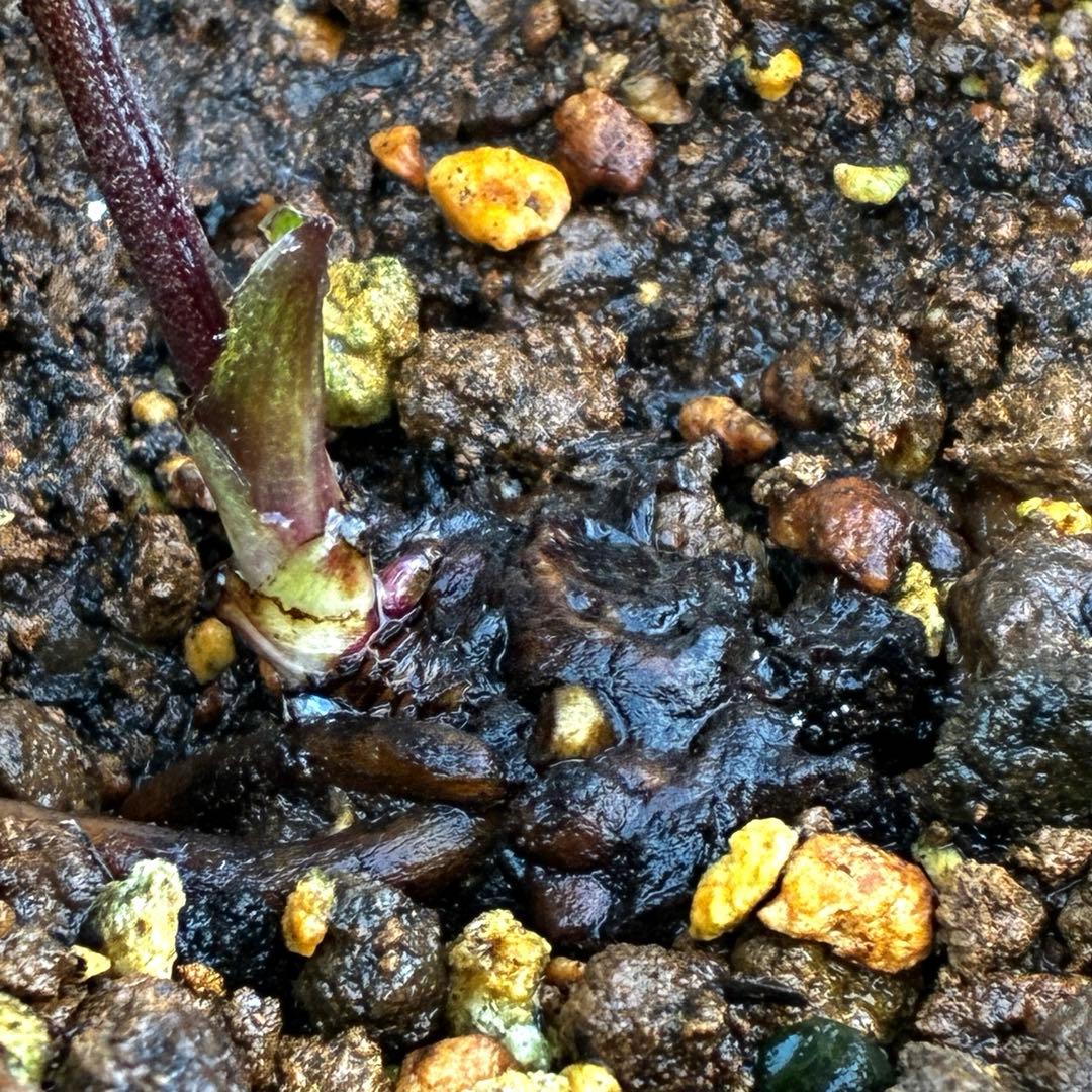 や*ぺ様 3535☘️超レア☘️タグ付き☘️⭐️TINKERBELL HYB⭐️