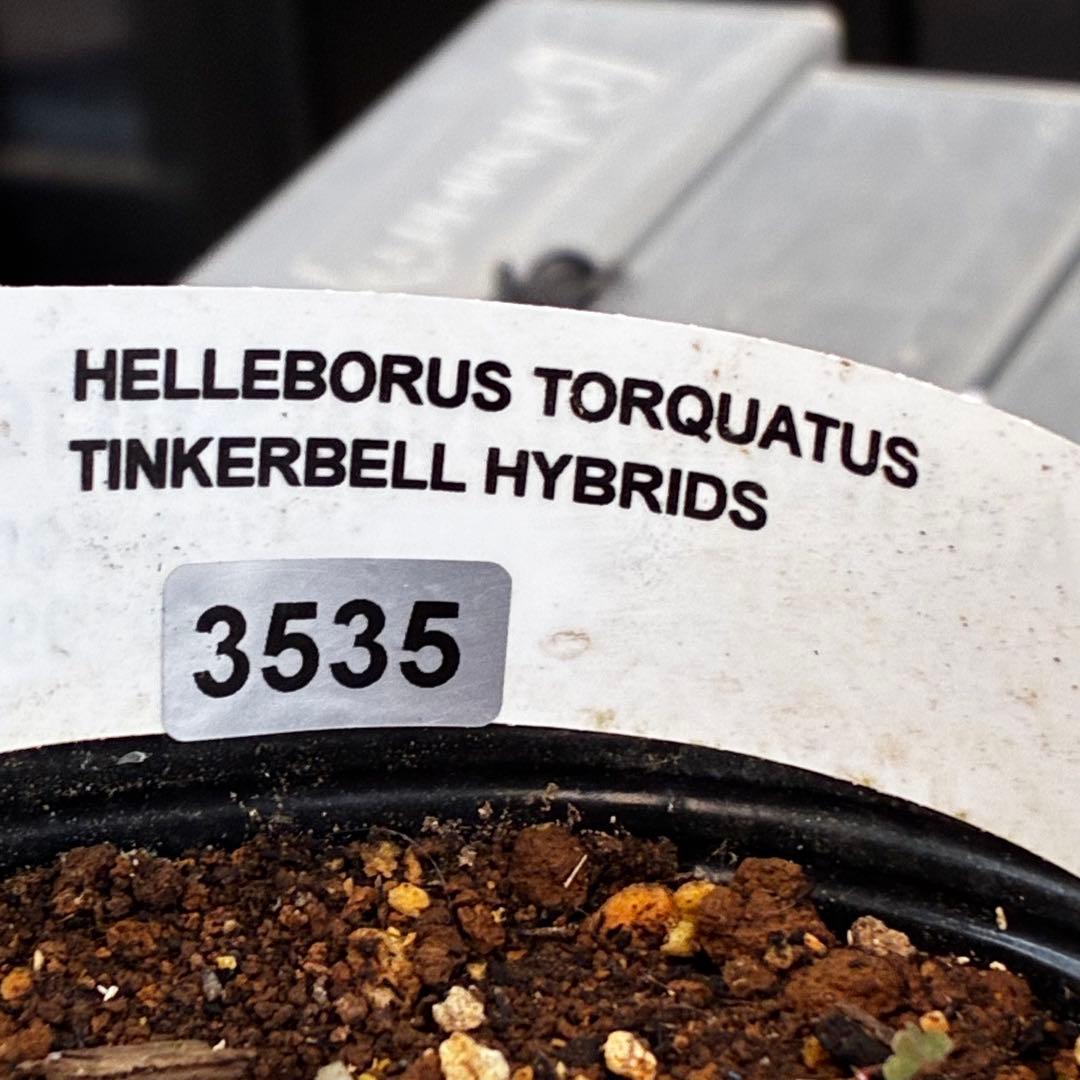 や*ぺ様 3535☘️超レア☘️タグ付き☘️⭐️TINKERBELL HYB⭐️