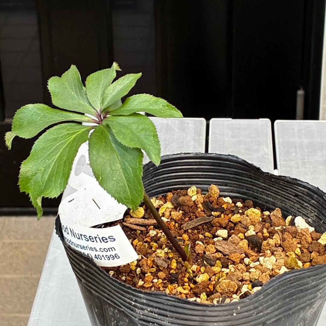 や*ぺ様 3535☘️超レア☘️タグ付き☘️⭐️TINKERBELL HYB⭐️