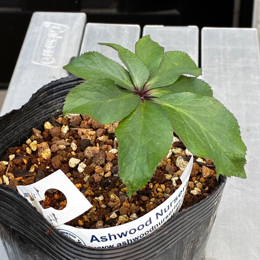 や*ぺ様 3535☘️超レア☘️タグ付き☘️⭐️TINKERBELL HYB⭐️