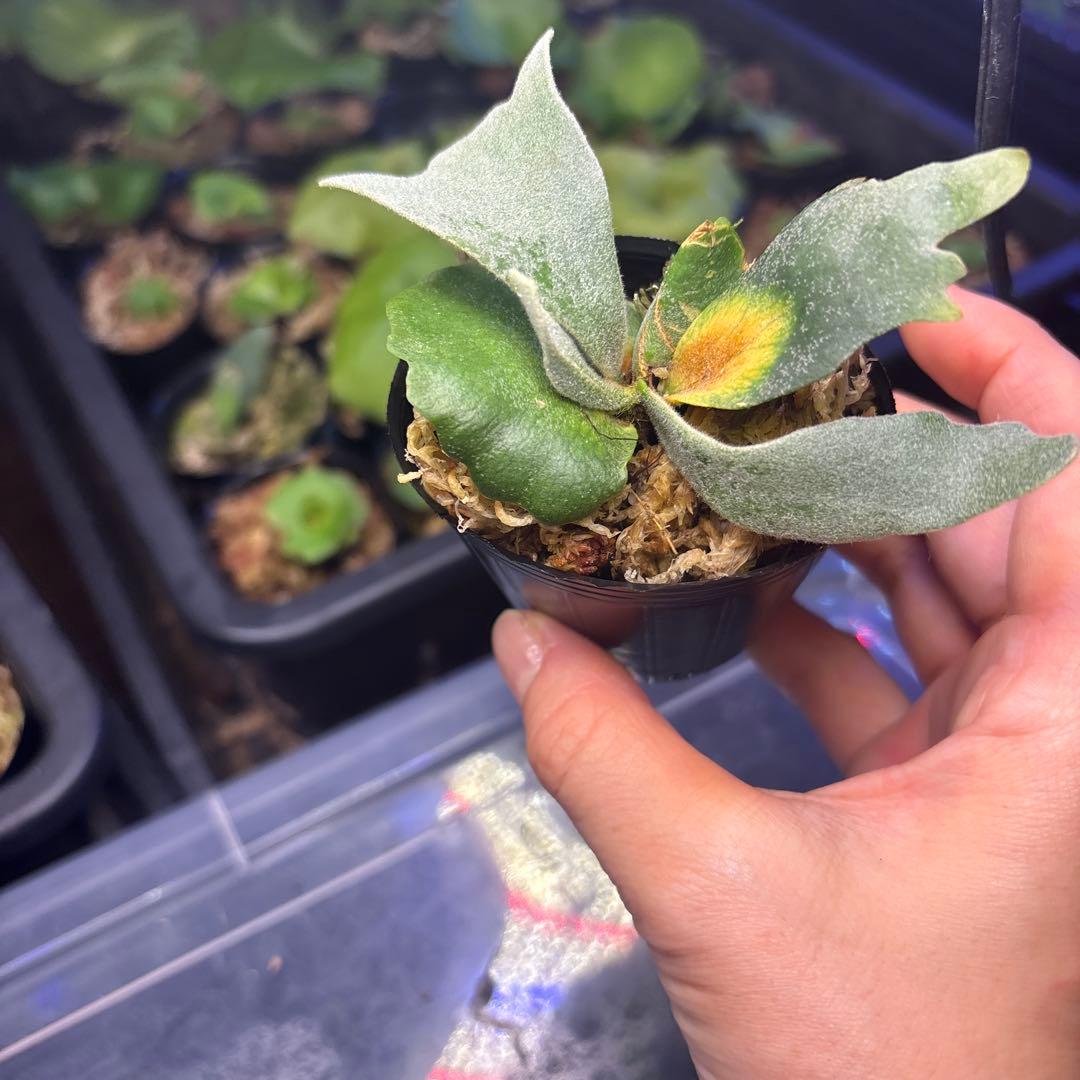 ビカクシダ　胞子培養