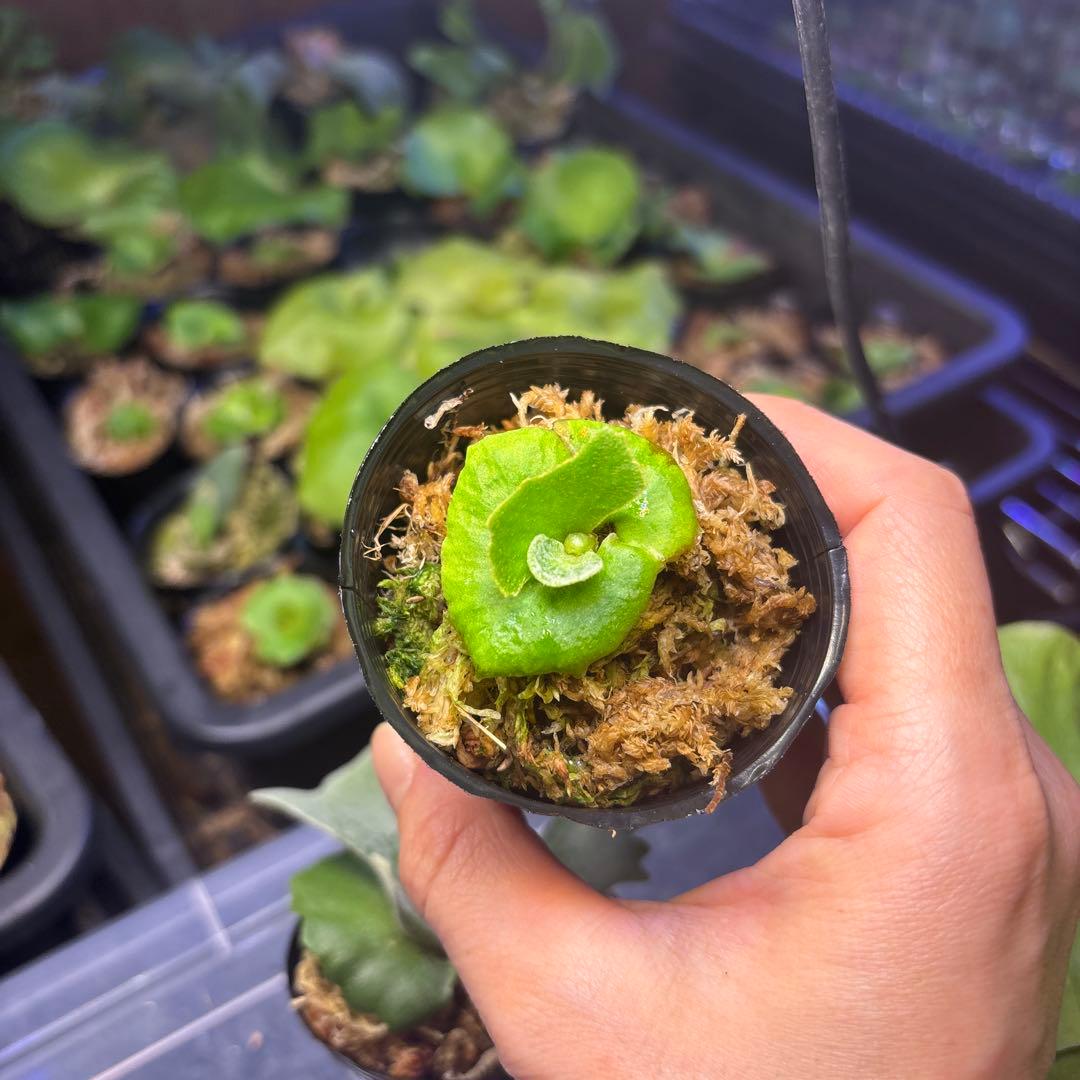 ビカクシダ　胞子培養