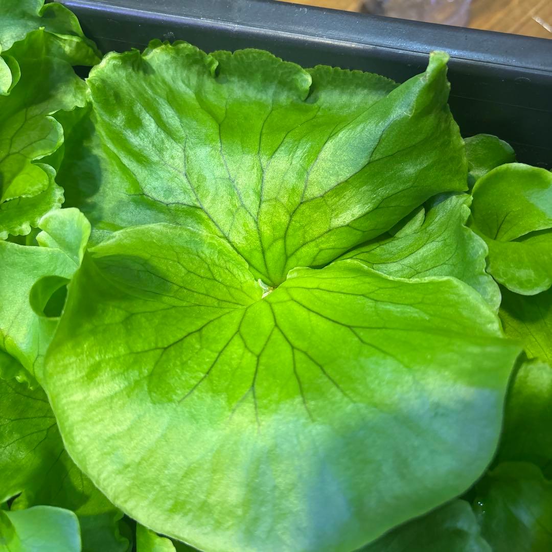 ビカクシダ　胞子培養