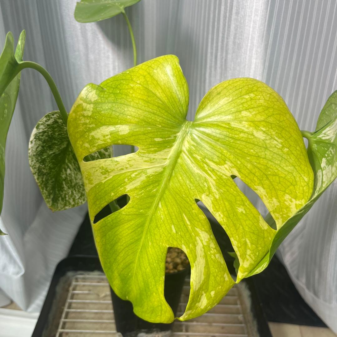 モンステラ　オーシャンミント