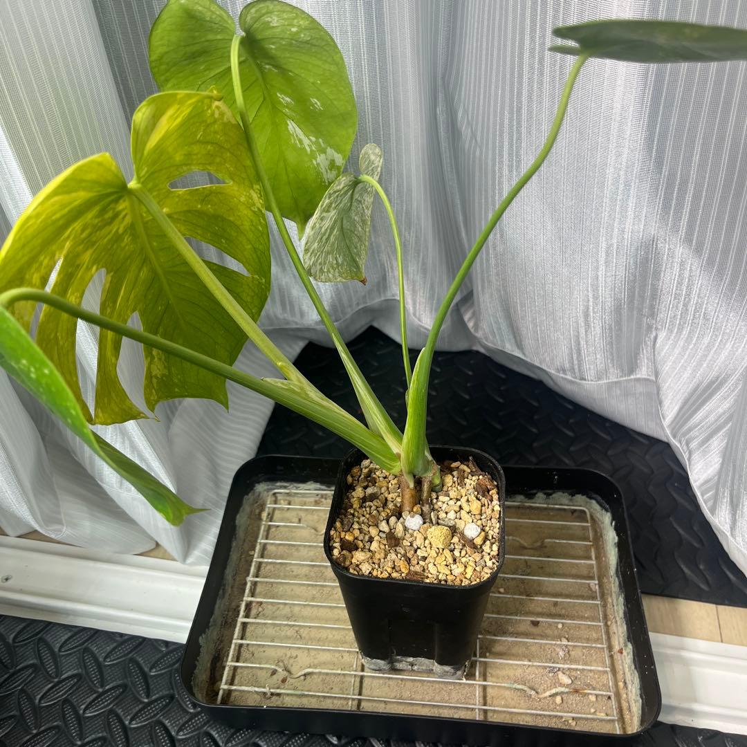 モンステラ　オーシャンミント