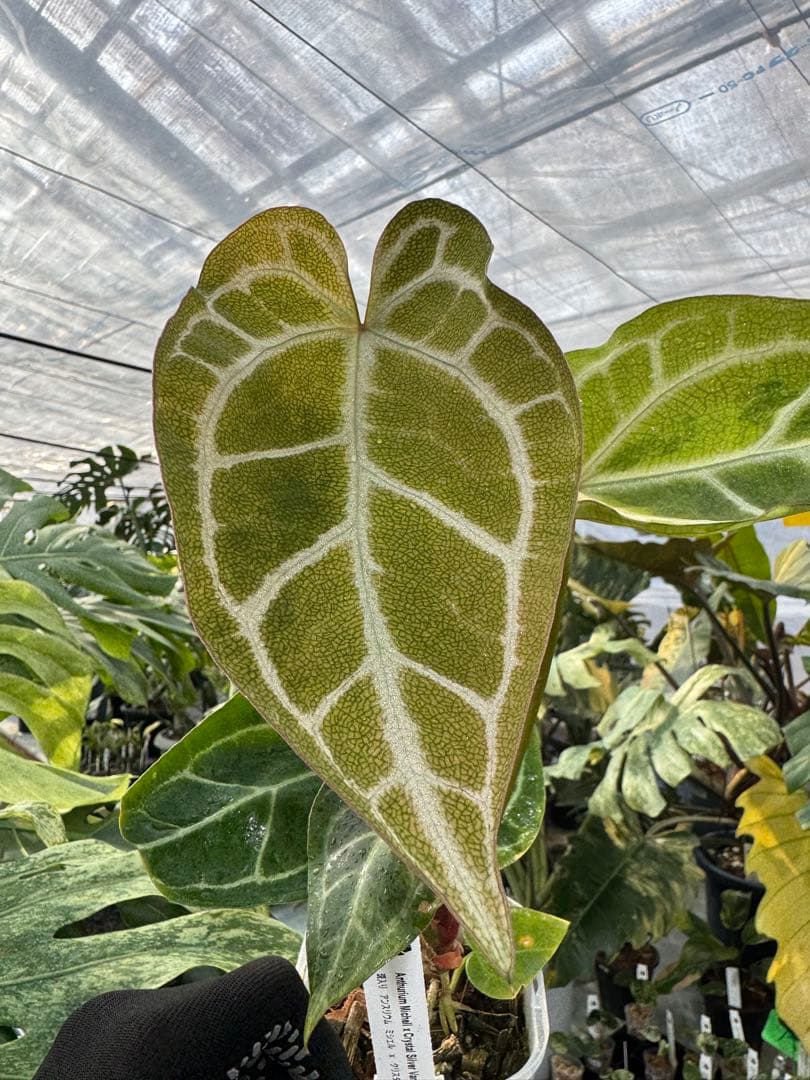 1 斑入り　アンスリウム　ミシェル　x クリスタルシルバー　綺麗交配株