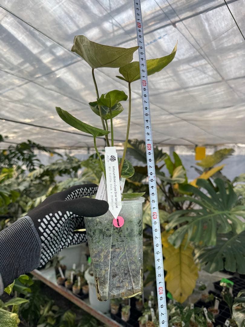 1 斑入り　アンスリウム　ミシェル　x クリスタルシルバー　綺麗交配株