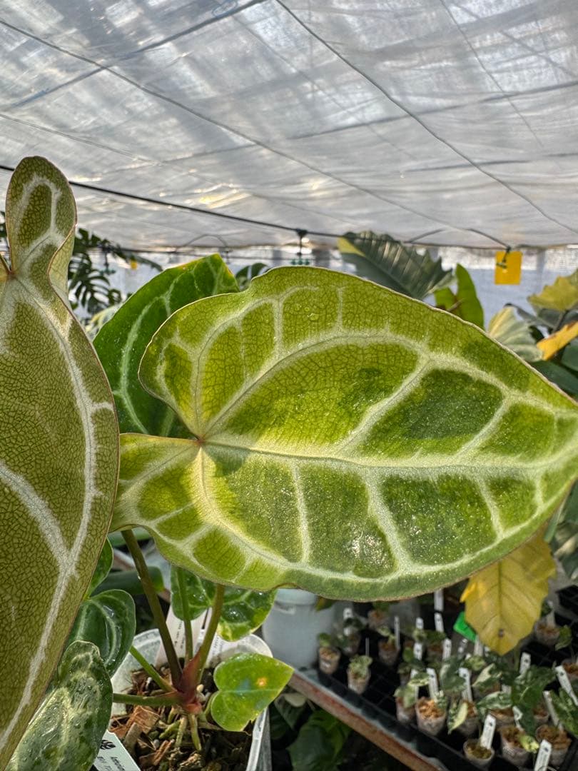 1 斑入り　アンスリウム　ミシェル　x クリスタルシルバー　綺麗交配株