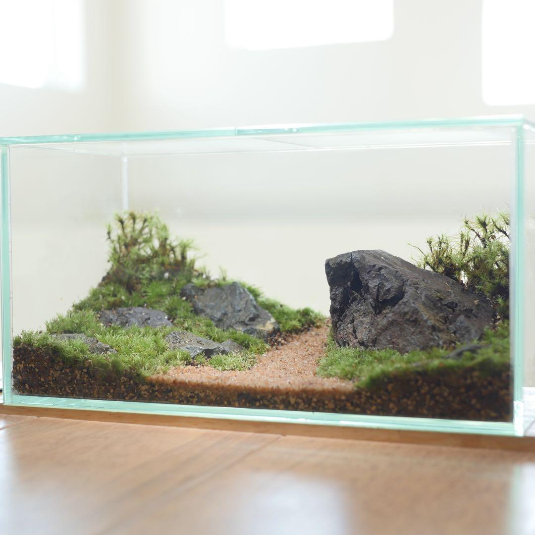 苔テラリウム/インテリア/一点物/苔リウム/完成品/卓上