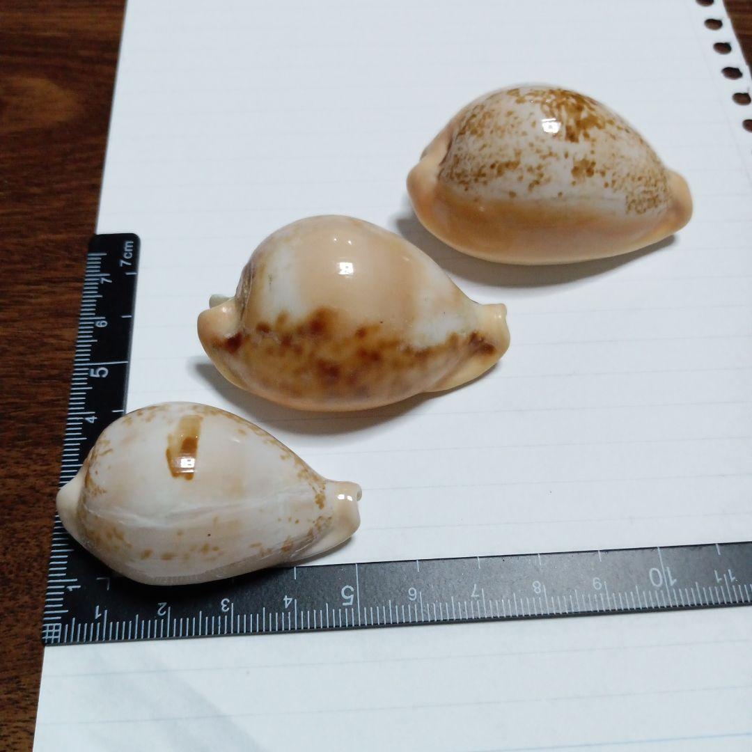 タカラガイセット