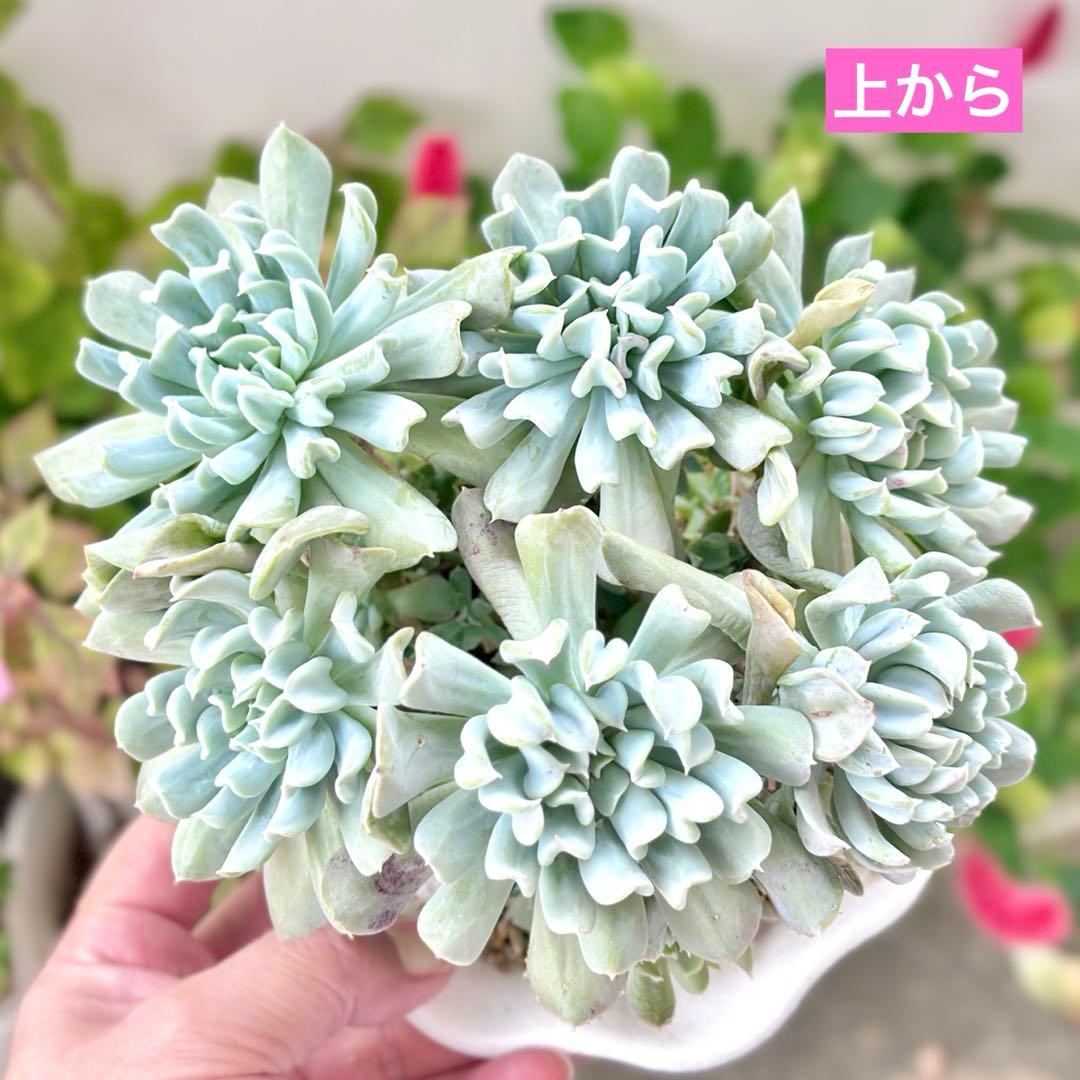 【㊗️速達付き@5600】トップシータービー(大群生)