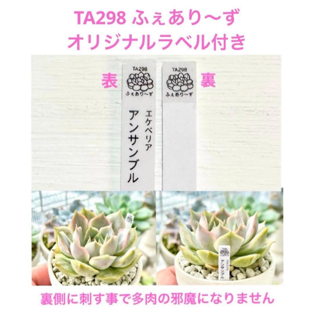 【㊗️速達付き@5600】トップシータービー(大群生)