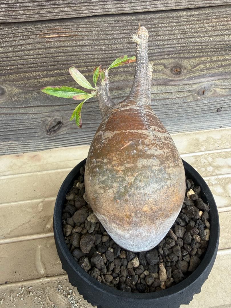 パキポディウム グラキリス 現地球 卵型