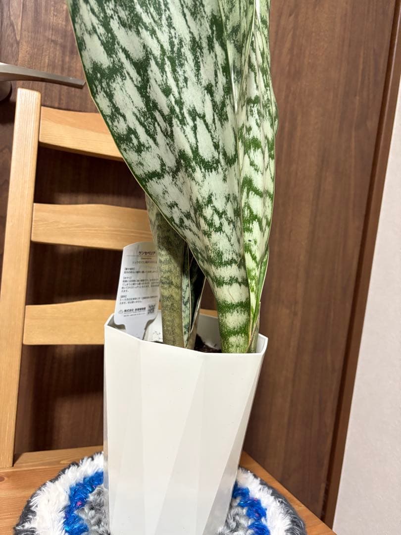 ヨ*ー様 サンスベリア　オブリティアナ　6号