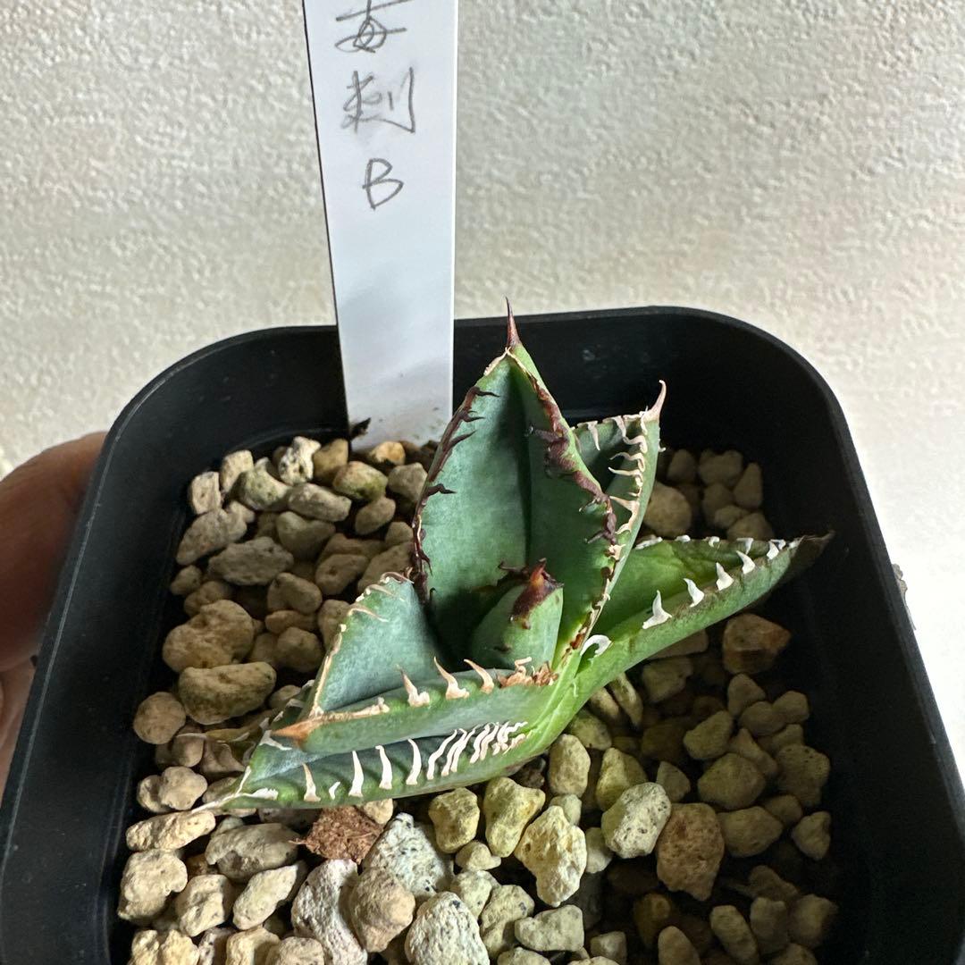 アガベ　チタノタ　毒刺B 子株 毒刺