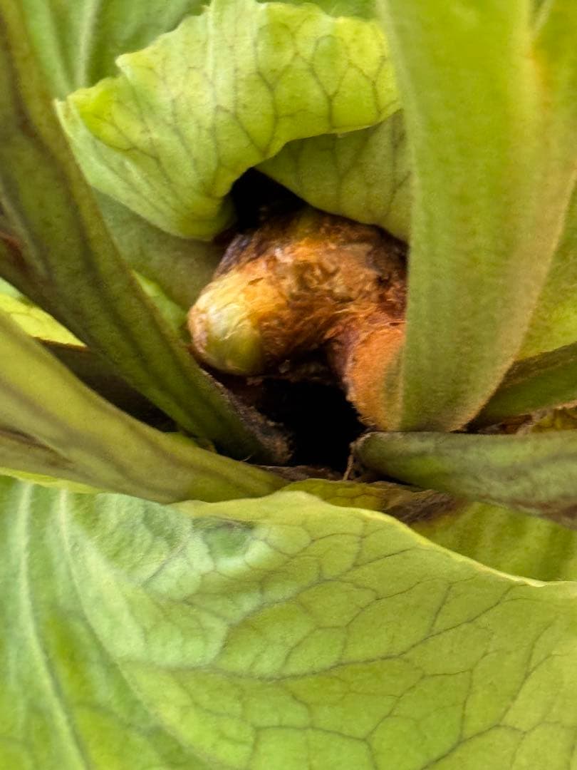 キッチャクード　立葉　リドレイ寄り