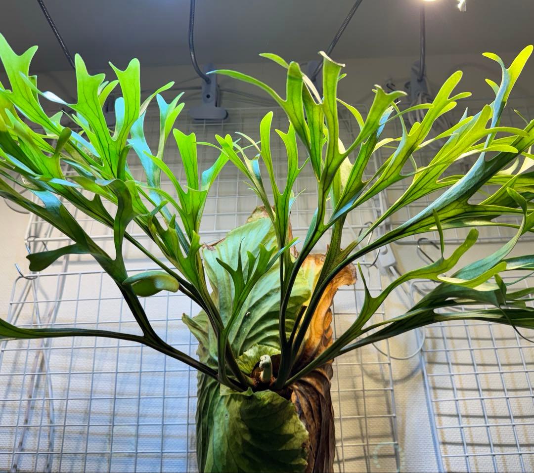 キッチャクード　立葉　リドレイ寄り