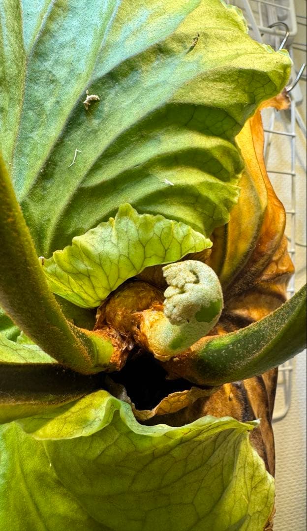 キッチャクード　立葉　リドレイ寄り