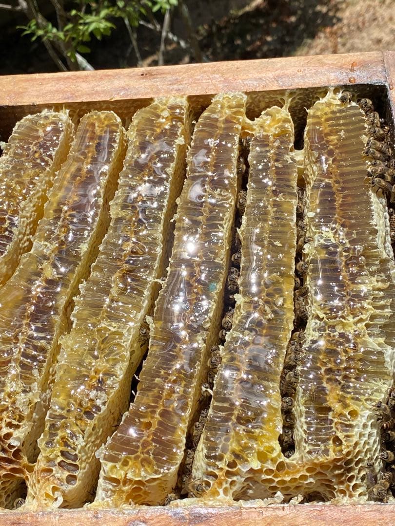 ドルガ 日本ミツバチ 非加熱 生はちみつ ジェラート風2瓶 とろとろ1瓶