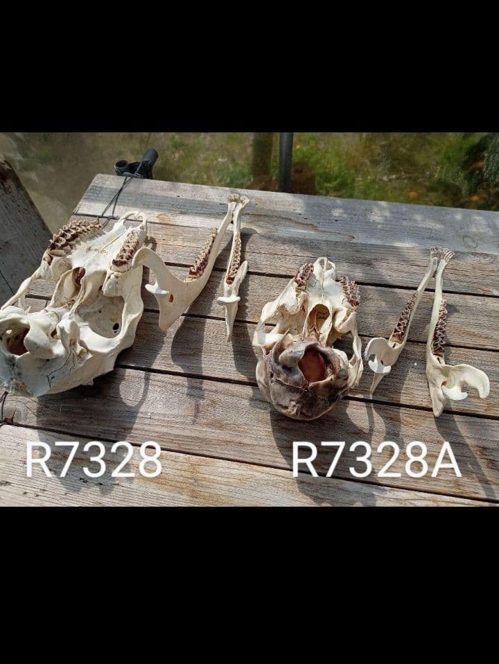 天然　日本鹿　スカルヘッド　お得な2個セット×2