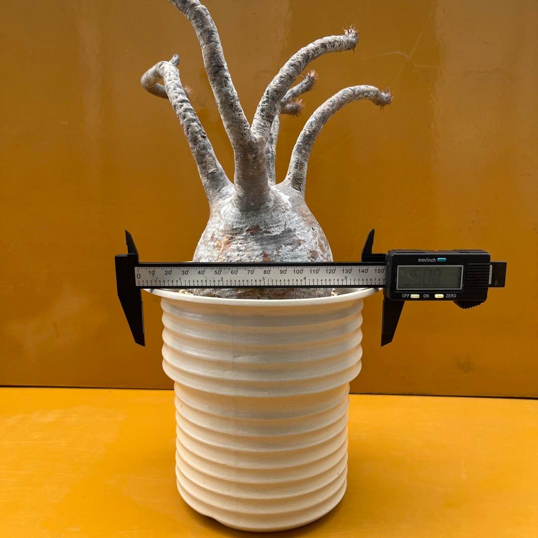 グラキリス　パキポディウム