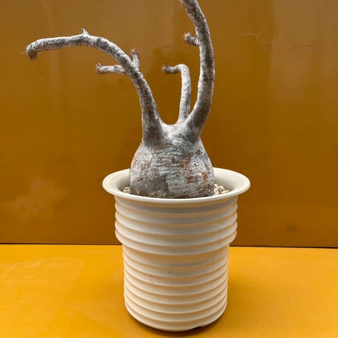 グラキリス　パキポディウム