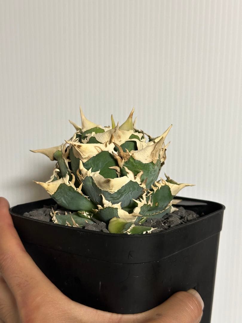 CJ Special NS.3 子株　　（検索　オテロイ　チタノタ　）