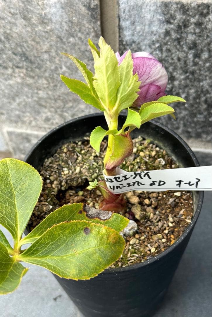 クリスマスローズ　広瀬園芸リバーシブルセミダブルオーレア