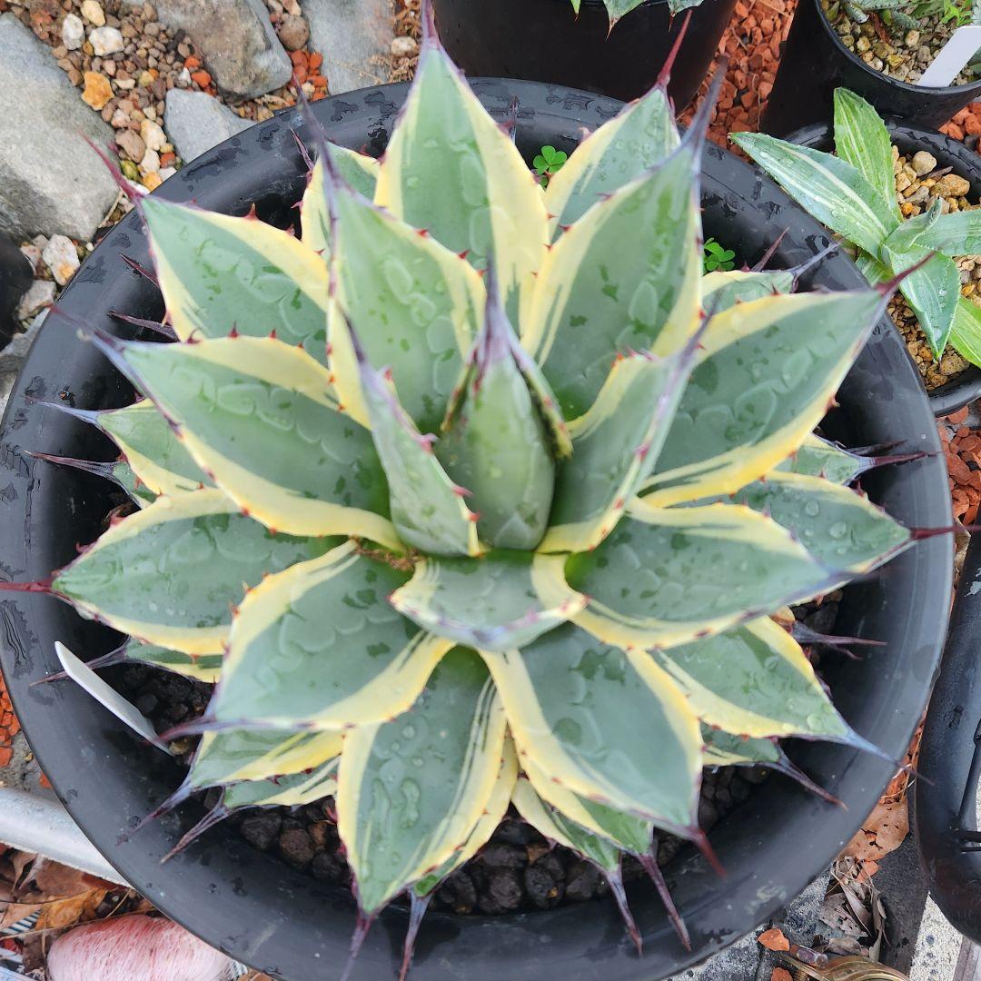 アカベ　アプラナータ　クリームスパイク　大株