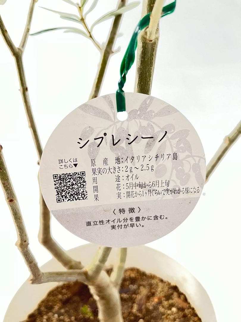 オリーブの木　シプレシーノ　約190cm　NO.1901　大型　現品掲載　古木