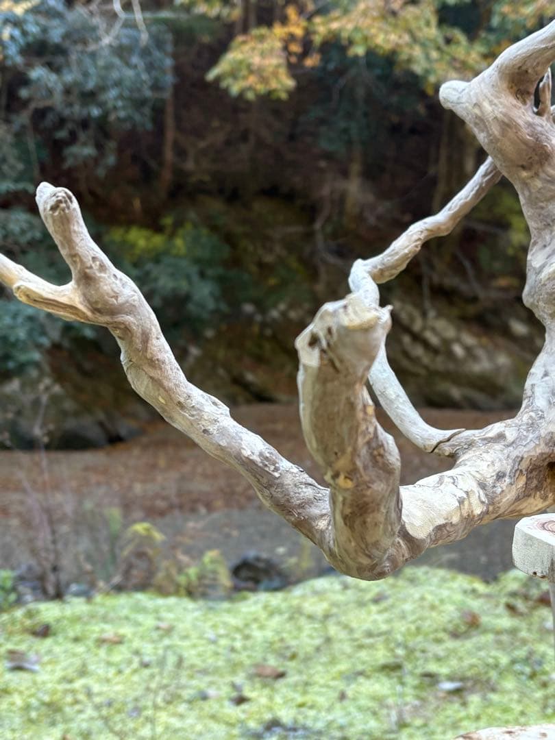 止まり木 kan_oqsm