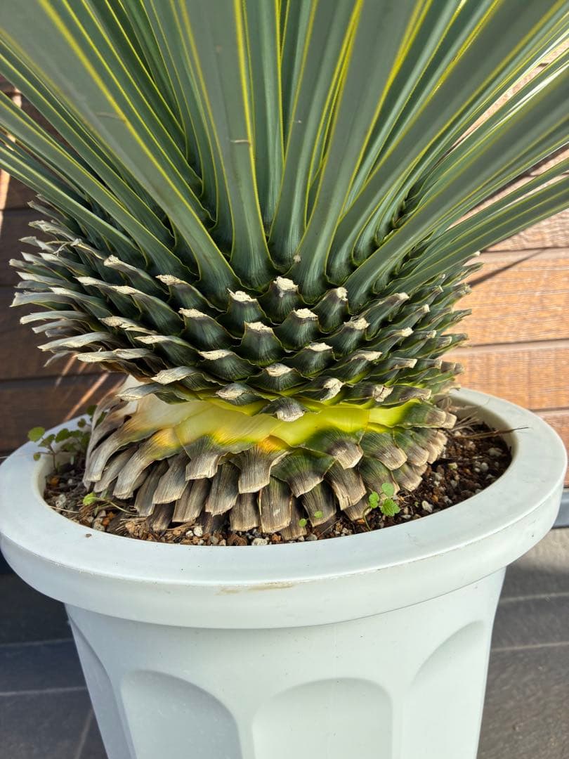 ユッカ ロストラータ