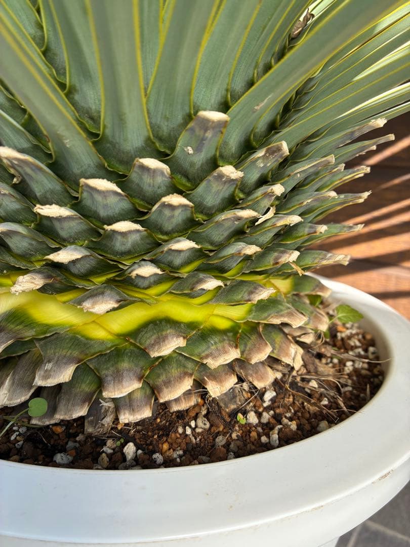 ユッカ ロストラータ