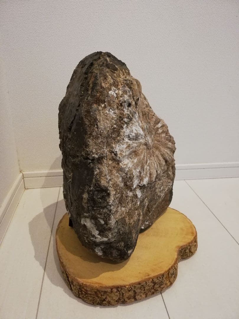 大菊　菊花石　11㎏